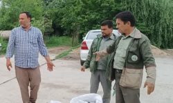 توقیف قارچ ترافل توسط نیروهای حفاظتی منابع طبیعی شهرستان کلاله