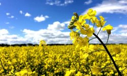 مدیر تعاون روستایی استان گلستان خبر داد: