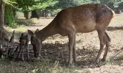 رییس اداره جنگلکاری، پارکها و ذخیرهگاههای جنگلی، منابع طبیعی و آبخیزداری گلستان خبرداد: