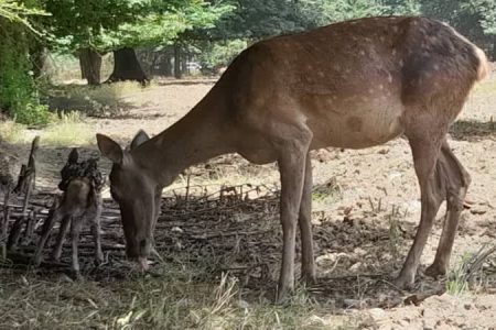رییس اداره جنگل‌کاری، پارک‌ها و ذخیره‌گاه‌های جنگلی، منابع طبیعی و آبخیزداری گلستان خبرداد: