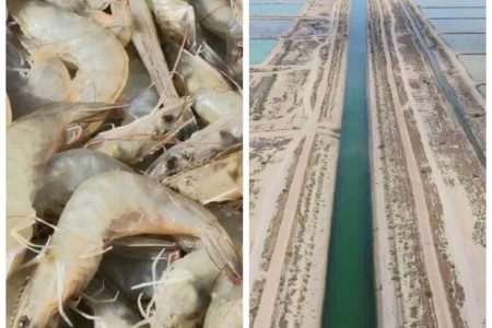 جباری مدیرکل شیلات گلستان خبرداد: