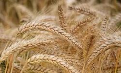 قشلاقی اعلام کرد؛