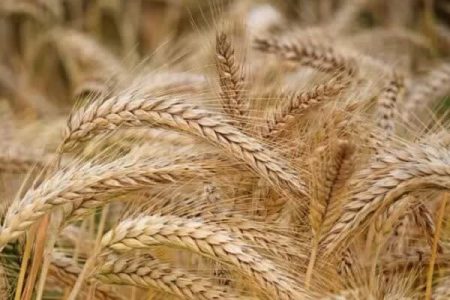 قشلاقی اعلام کرد؛