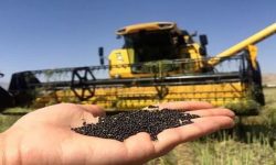 مدیر کل تعاون روستایی گلستان: