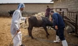 معاون سلامت دامپزشکی گلستان خبر داد: