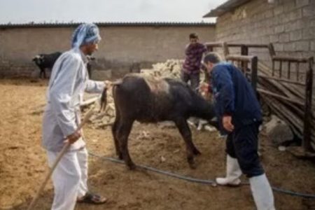 معاون سلامت دامپزشکی گلستان خبر داد: