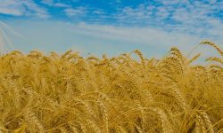 گندم گلستان نباید به سرنوشت پنبه دچار شود