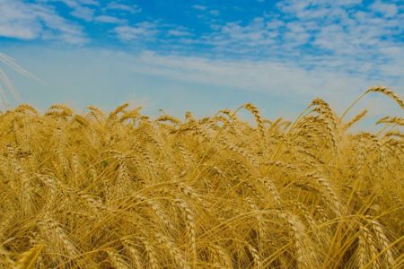 گندم گلستان نباید به سرنوشت پنبه دچار شود