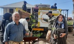 توزیع ۱۸ هزار نهال گل محمدی بین کشاورزان روستای وامنان آزادشهر