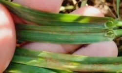 سمپاشی به موقع مزارع از ضروریات کنترل بیماری های قارچی