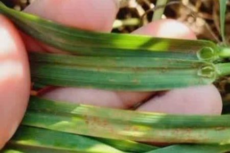 سمپاشی به موقع مزارع از ضروریات کنترل بیماری های قارچی