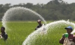 پيمانکاران تکثيري گلستان نگران مصرف کود سرک نباشند