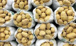 تخصیص سهمیه کود سرک اوره به سیب‌زمینی‌کاران گلستان