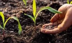 کشاورزان نگران مصرف کود پتاسه برای کشت بهاره نباشند