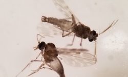 گردشگران در تالاب‌های گلستان مراقب نیش میدج‌ها باشند