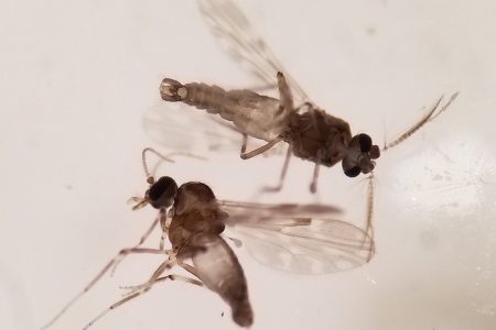 گردشگران در تالاب‌های گلستان مراقب نیش میدج‌ها باشند