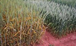 بی نظمی در توزیع سوخت کشاورزی/ زارعان گلستان در مضیقه هستند