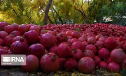 یاقوت‌چینی در گلستان