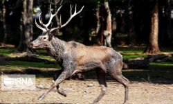 بازگشت امنیت به خانه مرال‌ها؛ فنس‌های نو در پارک قرق گرگان