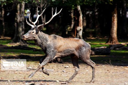 بازگشت امنیت به خانه مرال‌ها؛ فنس‌های نو در پارک قرق گرگان