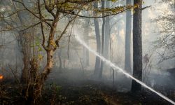 تخریب نیمی از جنگل های هیرکانی/ ضرورت حفاظت جدی از میراث طبیعی گلستان