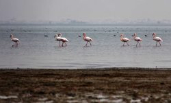 گلستان آماده پایش بیماری پرندگان مهاجر است
