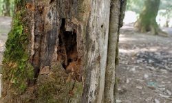 مبارزه با بیماری‌ جنگلی در ۵۰۰ هکتار از پارک ملی گلستان انجام شد