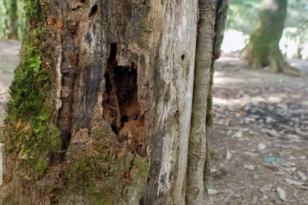 مبارزه با بیماری‌ جنگلی در ۵۰۰ هکتار از پارک ملی گلستان انجام شد
