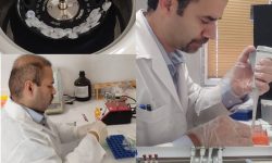 پایان طرح پایش بیماری نیوکاسل در طیور بومی گلستان