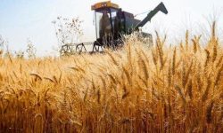بیش از ۱۰۰مرکز خرید تضمینی گندم در گلستان آماده خدمت‌رسانی به کشاورزان