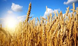 آمادگی خرید بیش از یک میلیون تن گندم در گلستان/ برداشت زودهنگام ممنوع
