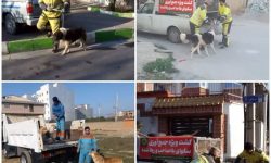 اجرای طرح ضربتی جمع‌آوری سگ‌های بلاصاحب در شهر گرگان