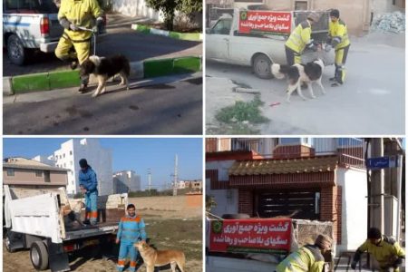 اجرای طرح ضربتی جمع‌آوری سگ‌های بلاصاحب در شهر گرگان