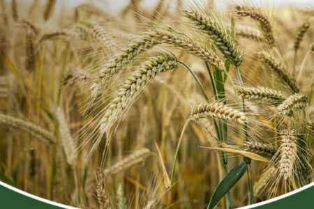 رتبه هفتم در تولید جو از آن گلستان است