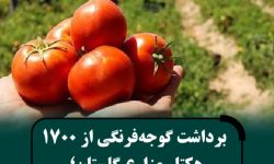 آغاز برداشت گوجه‌فرنگی از مزارع استان