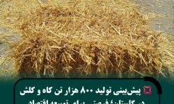 تولید حدود ۸۰۰ هزار تن کاه و کلش هم‌زمان با برداشت گندم در استان