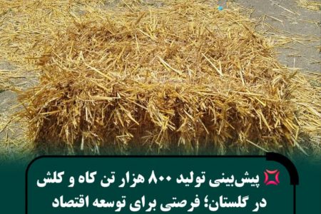 تولید حدود ۸۰۰ هزار تن کاه و کلش هم‌زمان با برداشت گندم در استان
